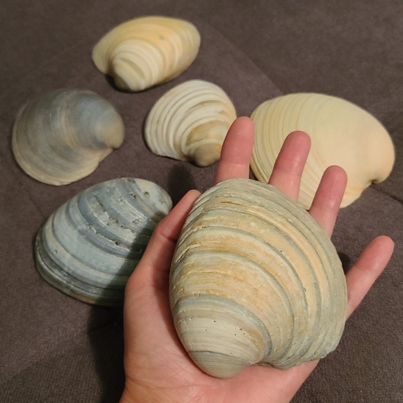 3 Random Large Natural Sea Shells - Picture 7 of 12